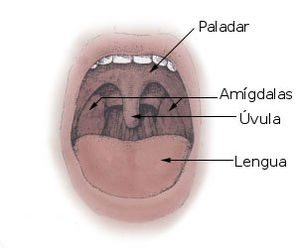Antironquidos Amigdalas